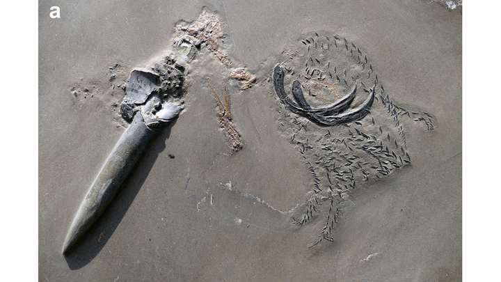 Es ist ein Hummer! Und ein Tintenfisch! Und ein Hai … Alles in einem einzigen Fossil